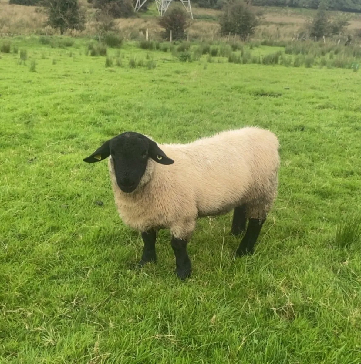 PBR Suffolk ram lamb - Image 1
