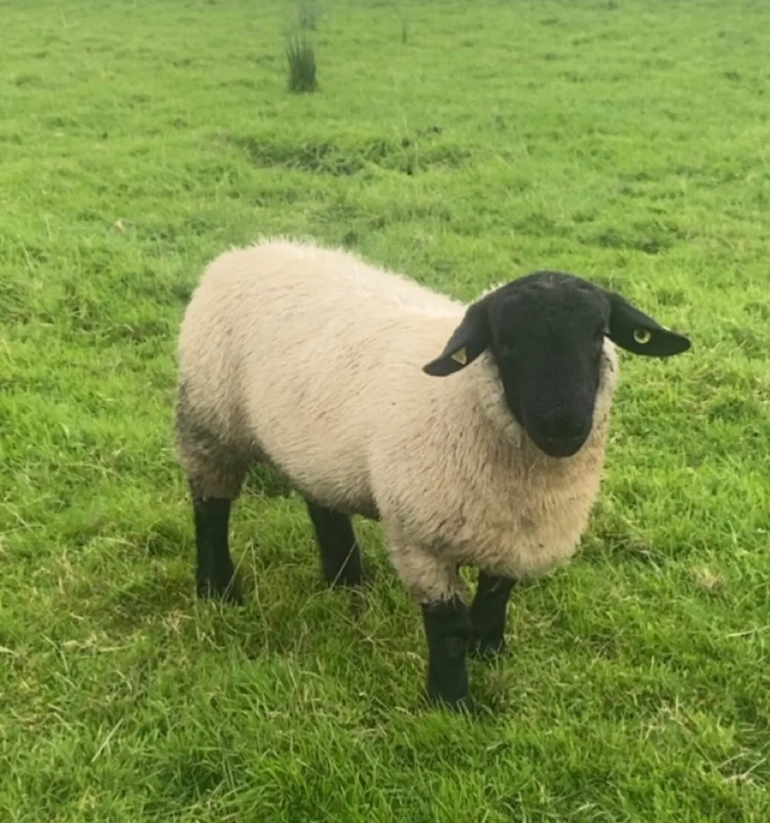 PBR Suffolk ram lamb - Image 4