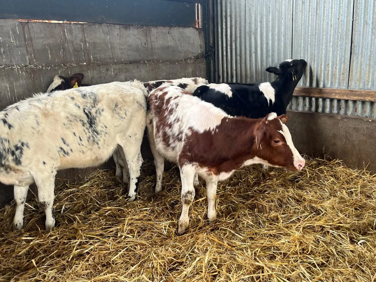 4 Belgian blue heifer weanlings - Image 1