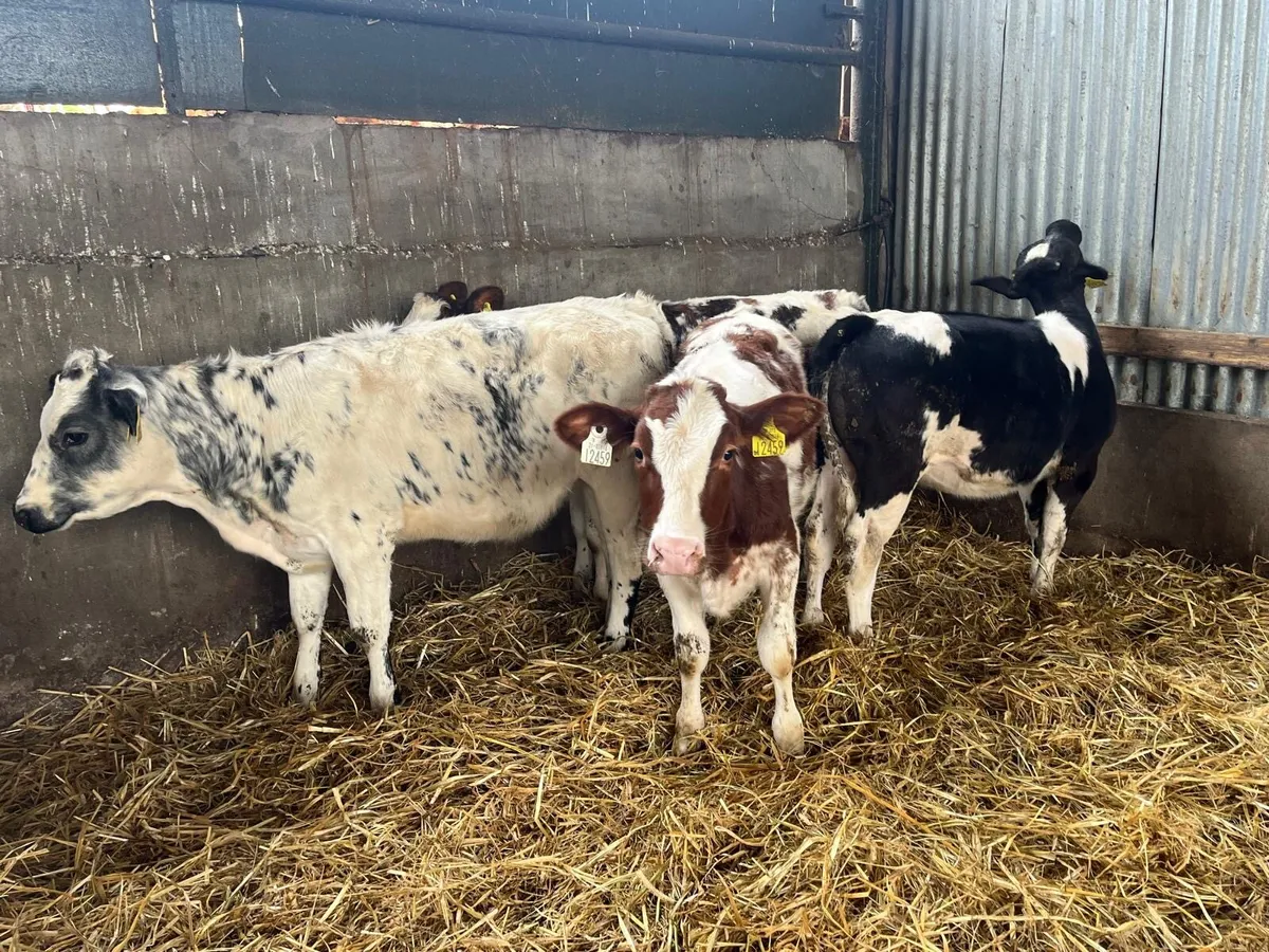 4 Belgian blue heifer weanlings - Image 2