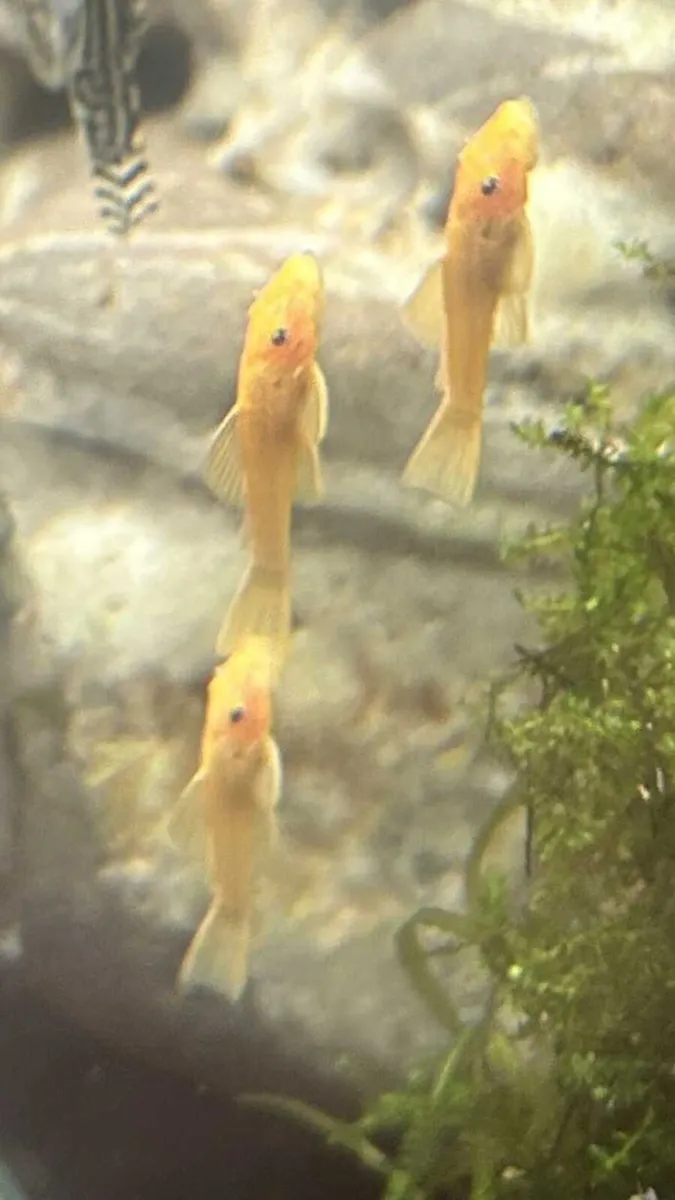 Tank bred top quality tropical fish - Image 3