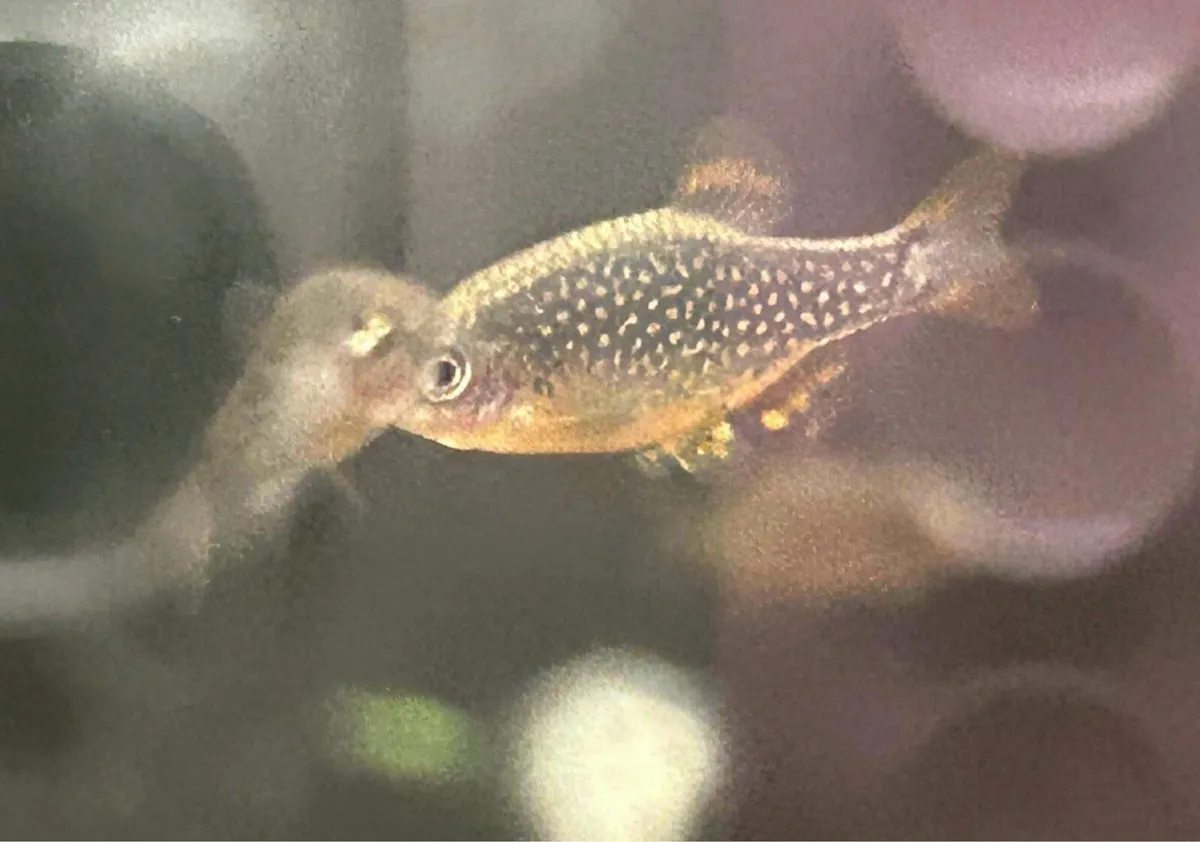 Tank bred top quality tropical fish - Image 1