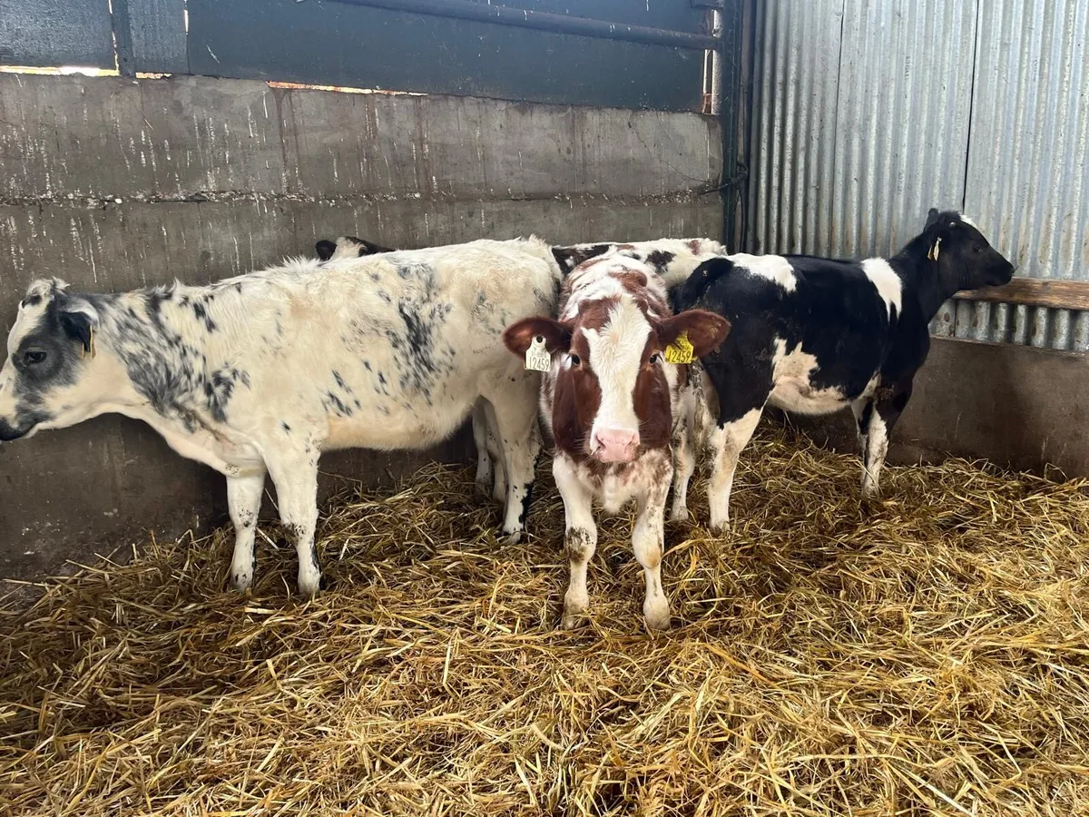 4 Belgian blue heifer weanlings - Image 3