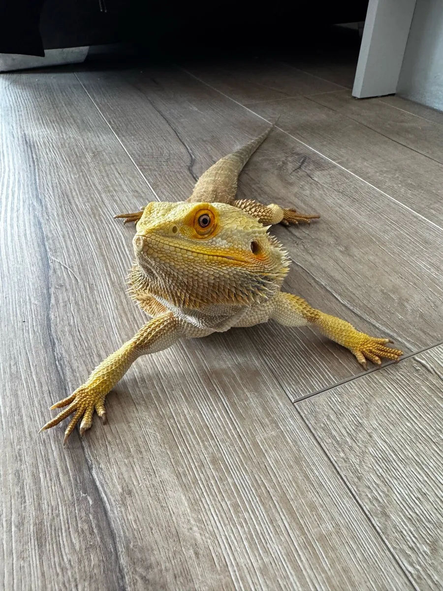 Breaded dragons - Image 1