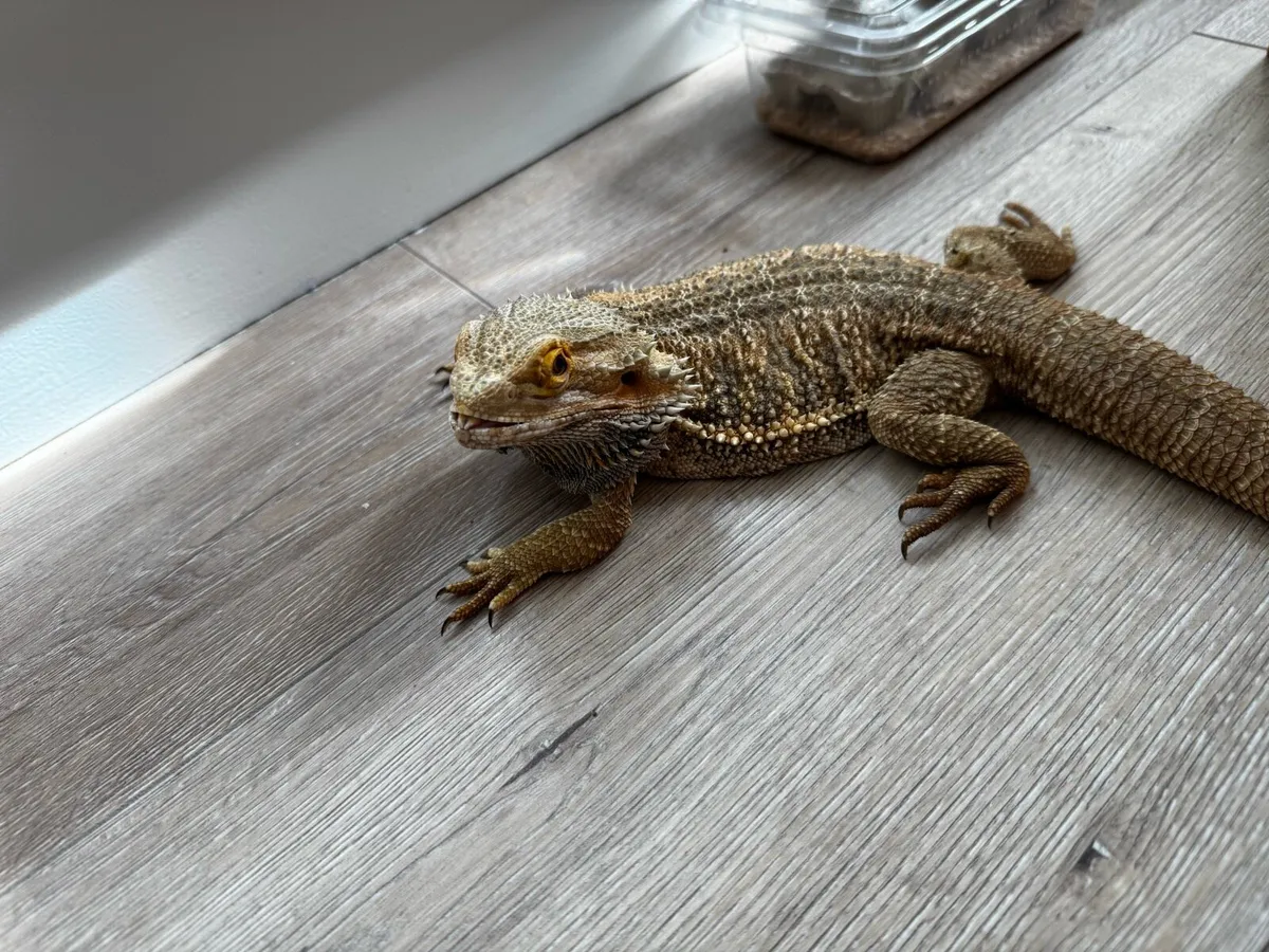 Breaded dragons - Image 4