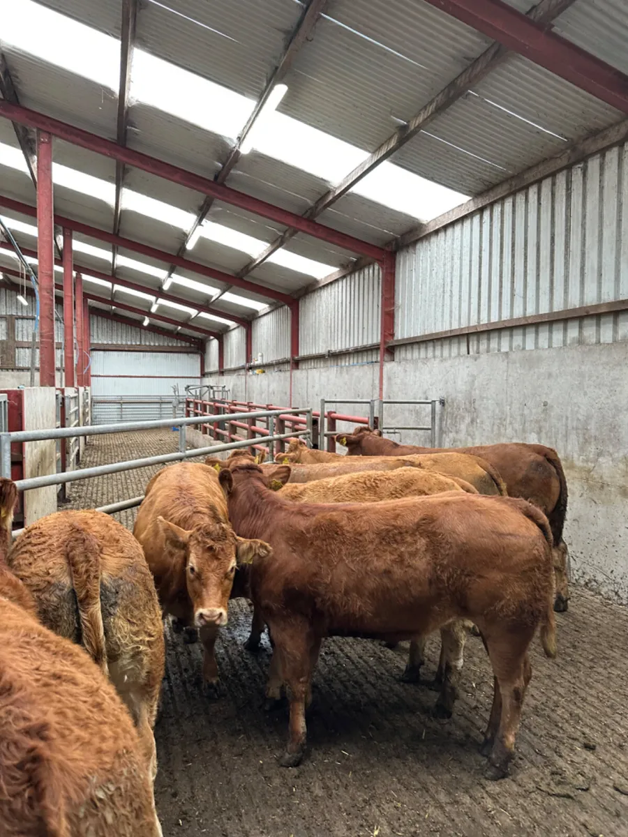 Lim heifers - Image 1
