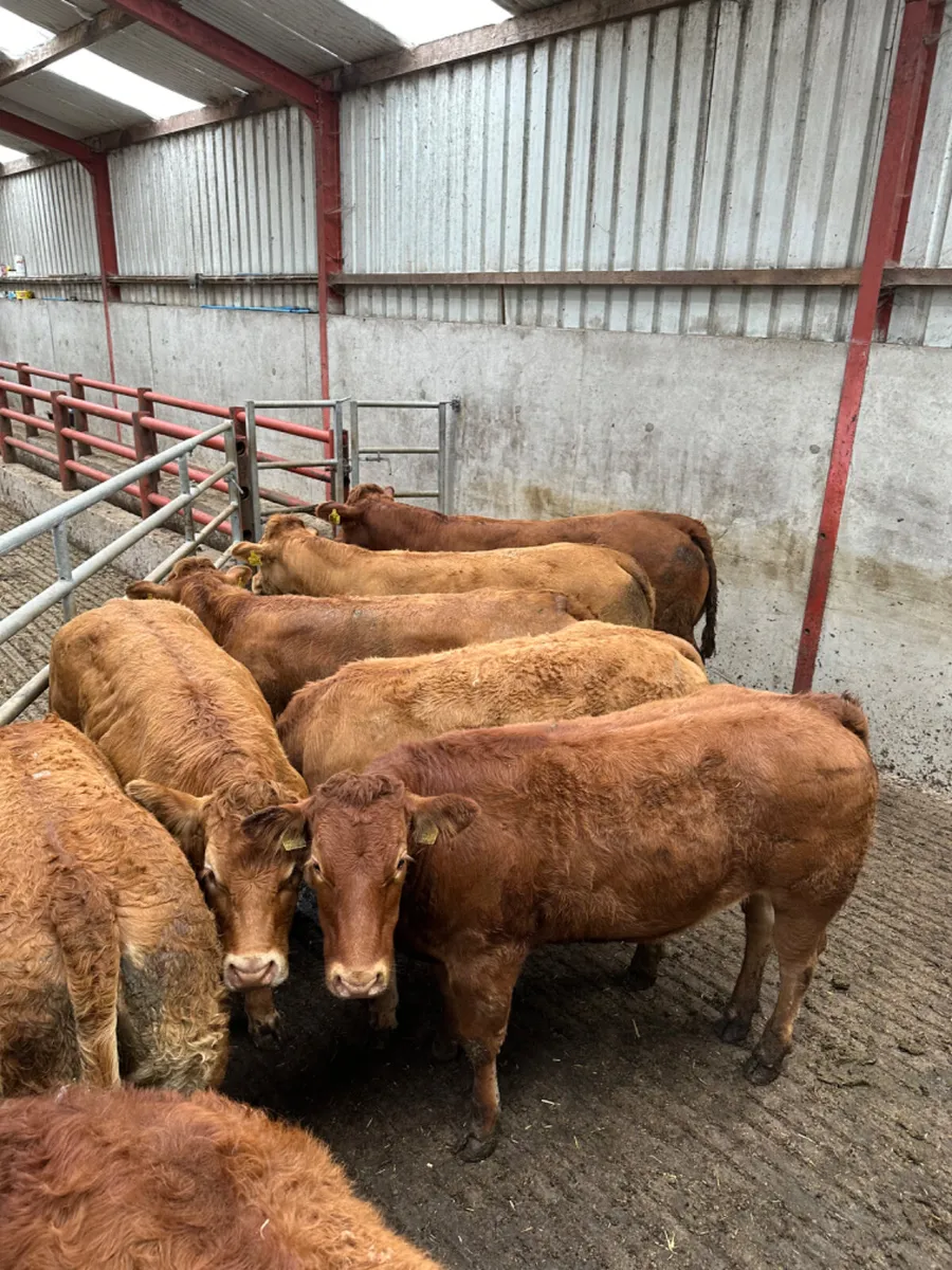 Lim heifers - Image 2