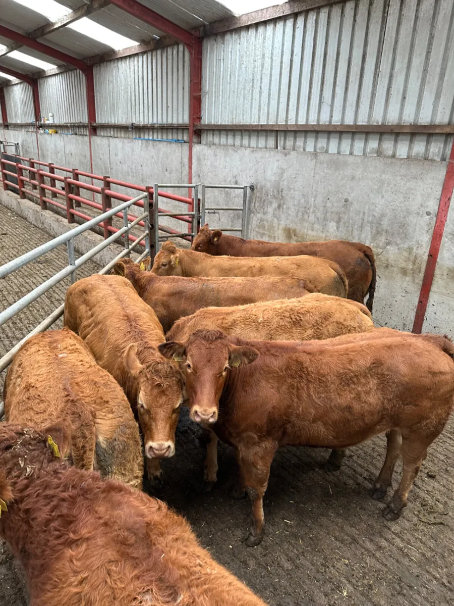 Lim heifers - Image 3