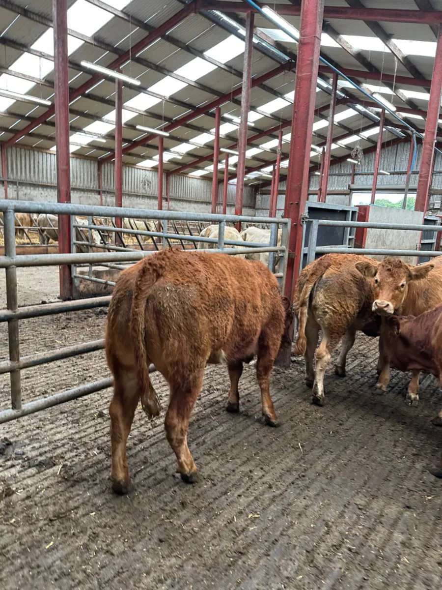 Lim heifers - Image 4