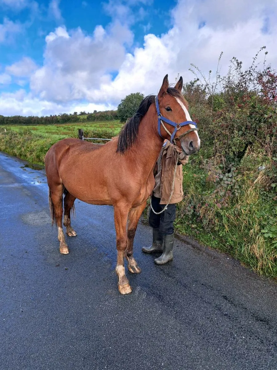 Horse - Image 1