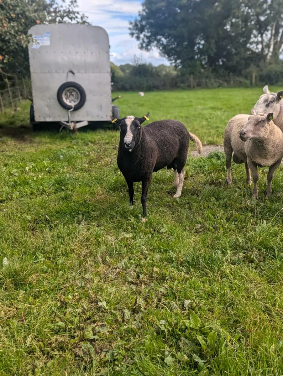 ZWARTABLE RAM - Image 2
