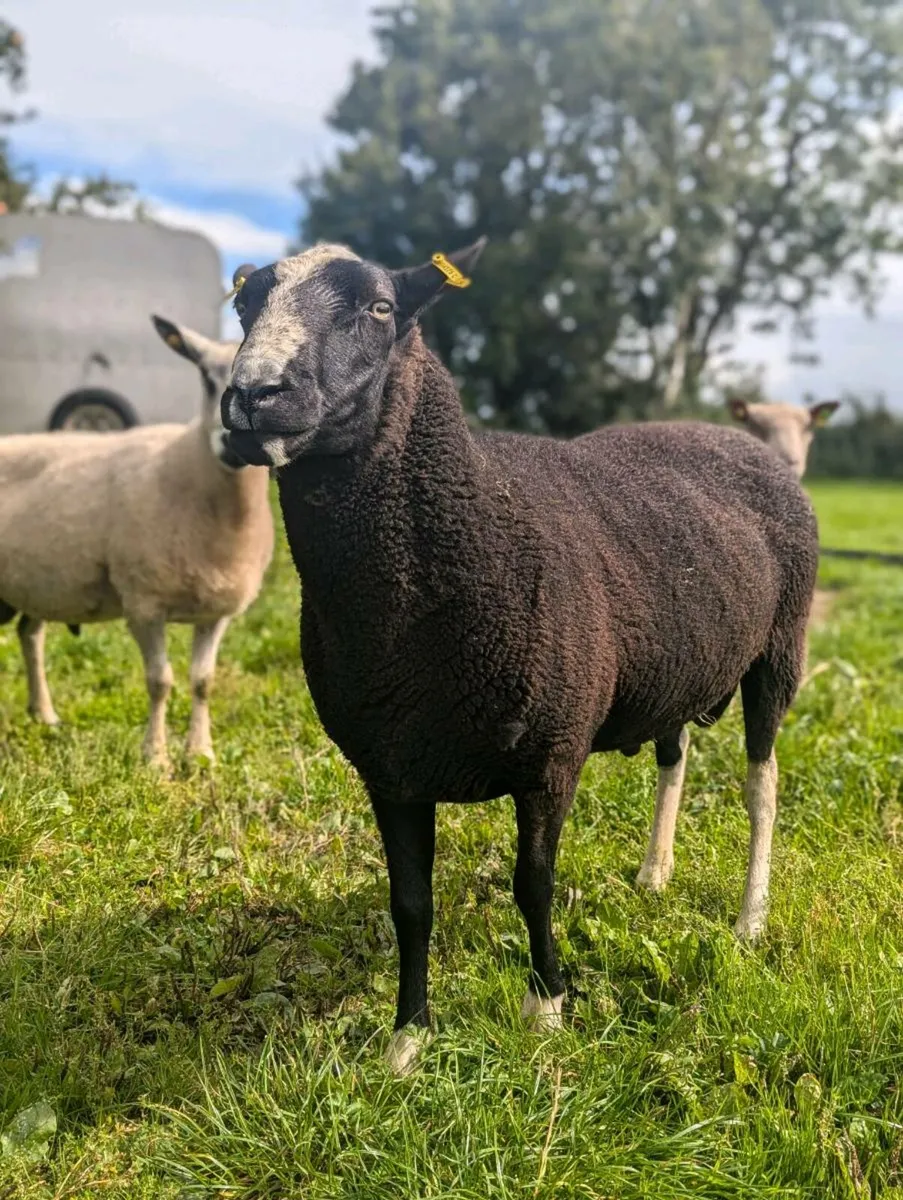 ZWARTABLE RAM - Image 1