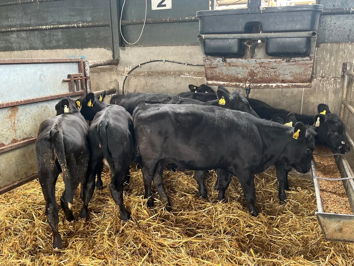 8 super Angus weanling heifers - Image 1