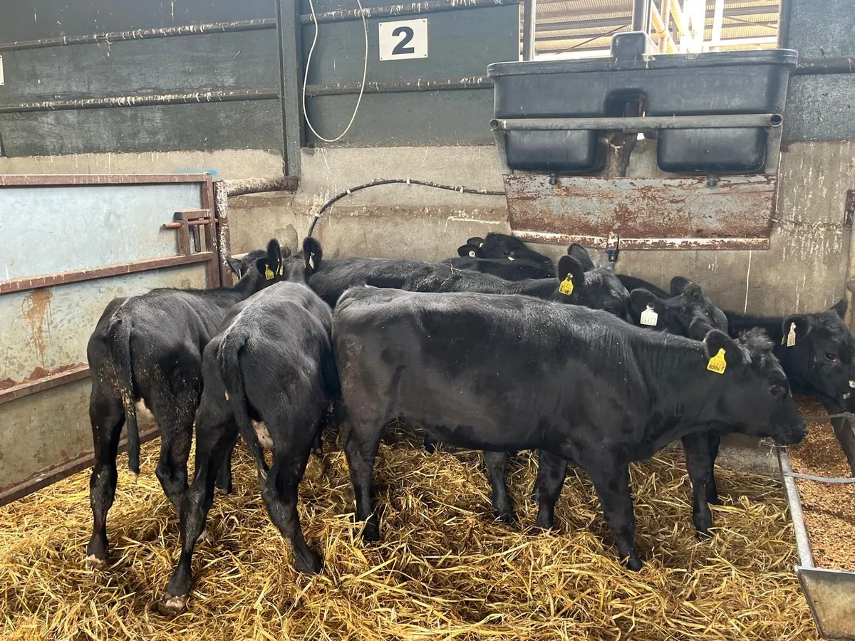 8 super Angus weanling heifers - Image 3