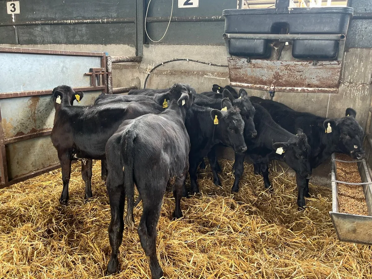 8 super Angus weanling heifers - Image 4