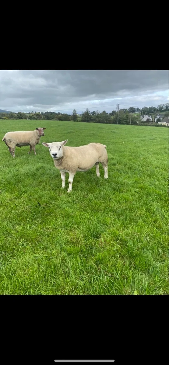 Texel shearling rams - Image 1