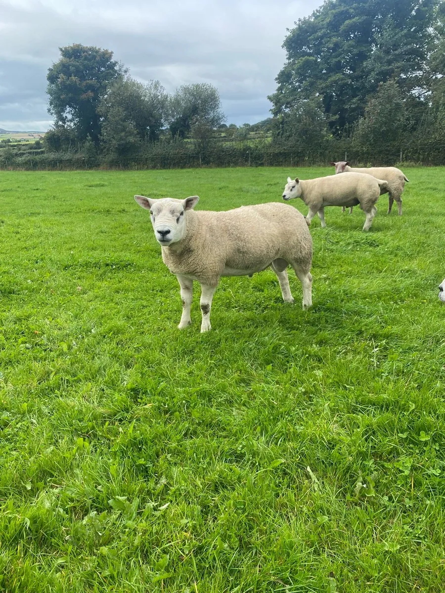 Texel shearling rams - Image 2