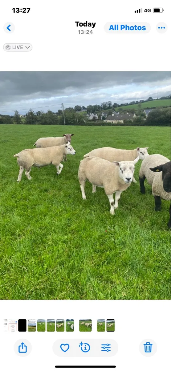 Texel shearling rams - Image 3