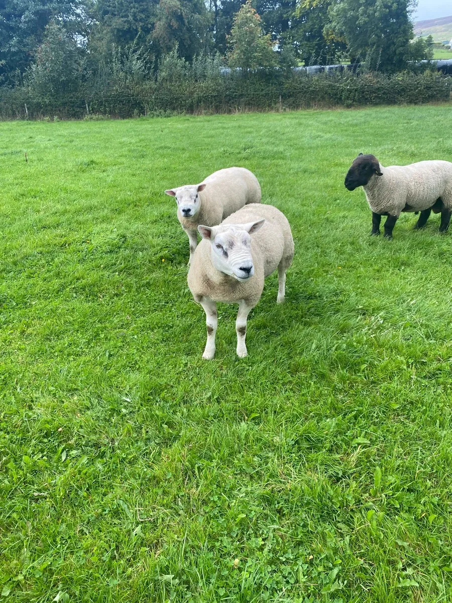 Texel shearling rams - Image 4