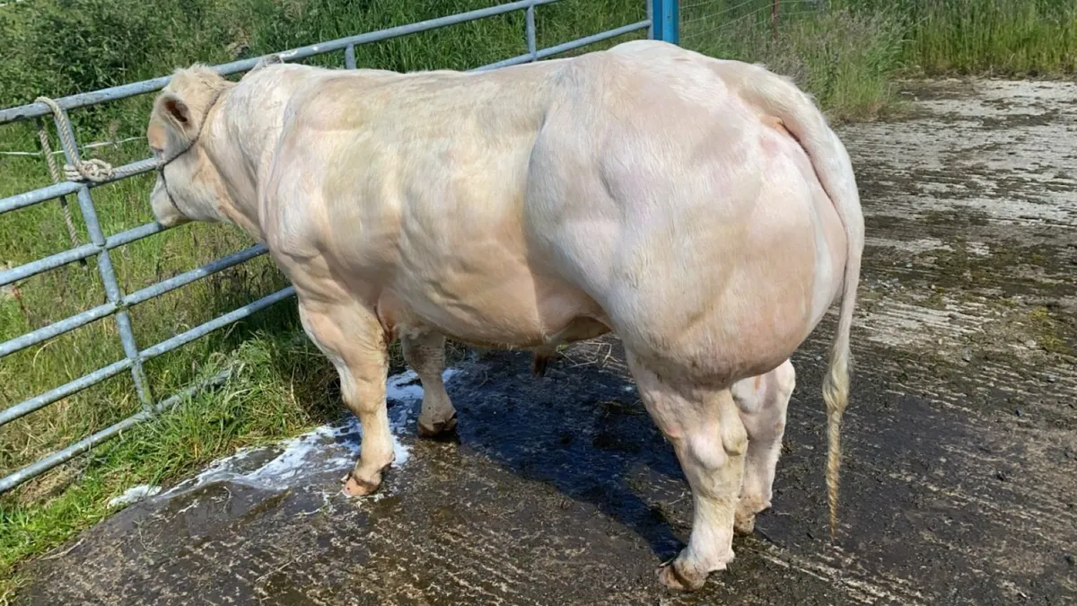 Pedigree Belgian Blue Bull For Sale - Image 3