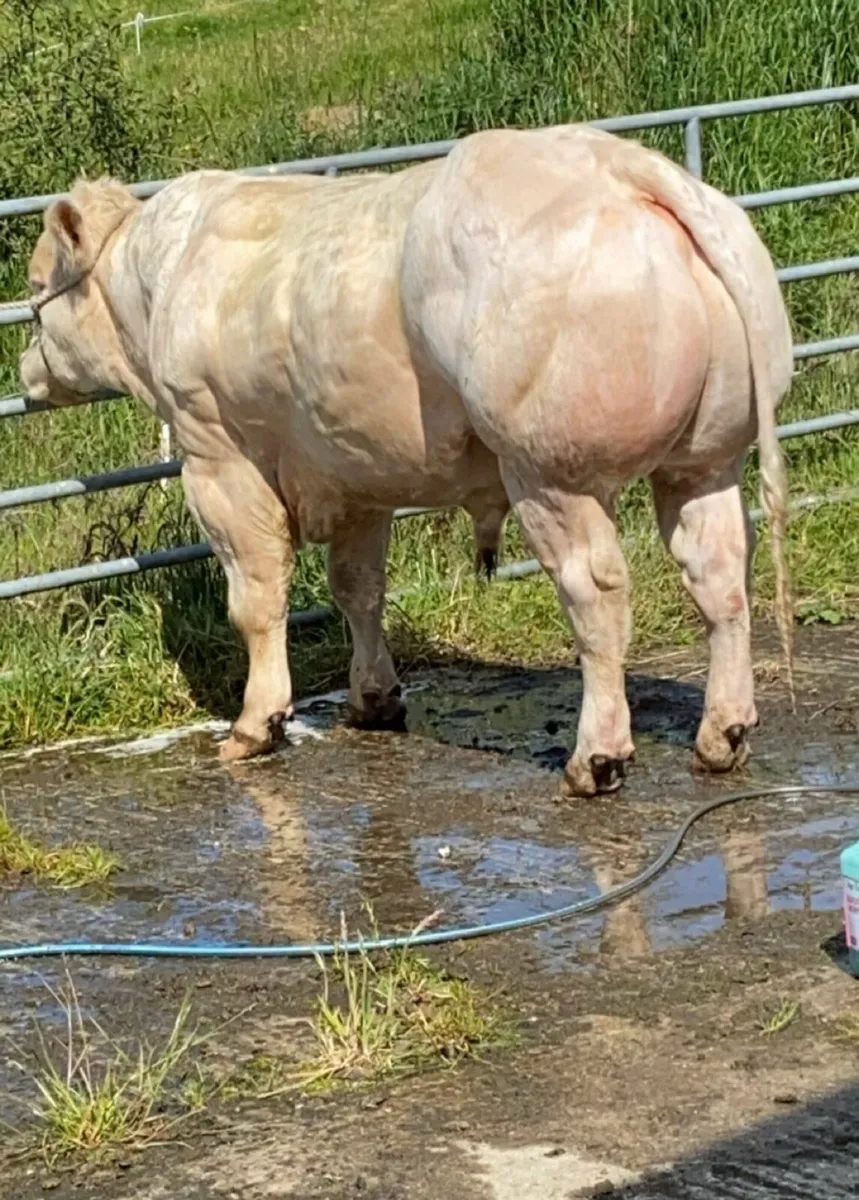 Pedigree Belgian Blue Bull For Sale - Image 1