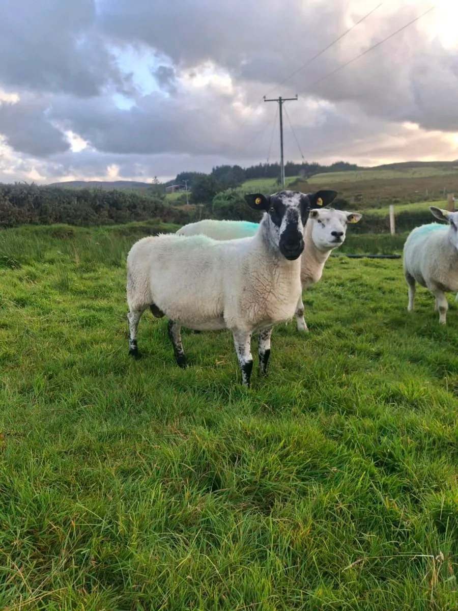 Milford ram - Image 1