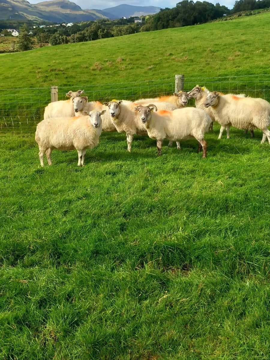 4 yrs old north country Cheviot X ewes (8)