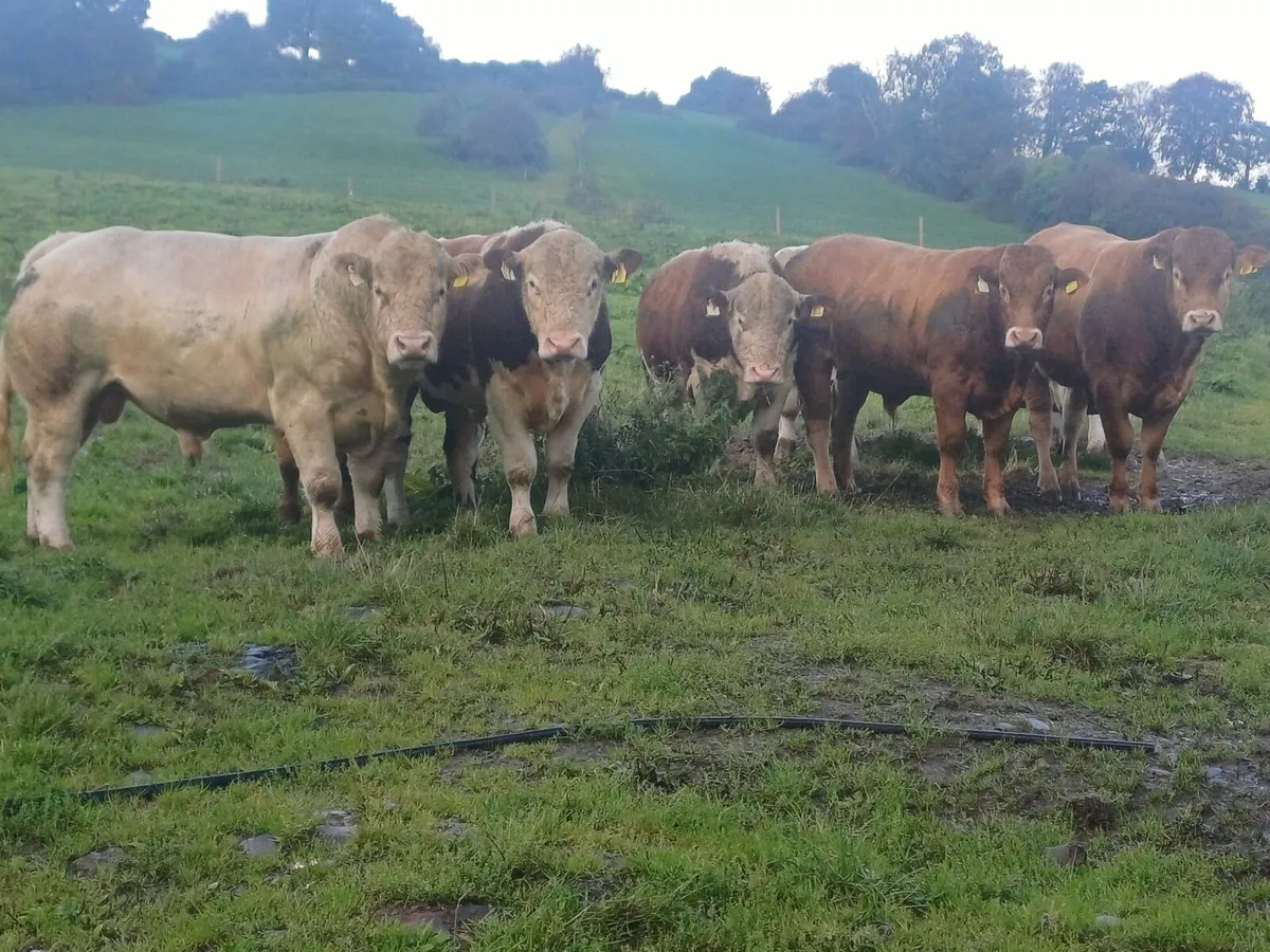 PEDIGREE BULLS FOR SALE - Image 3