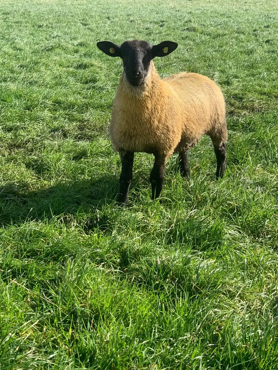 Hybrid Suffolk x Blue Leicester Ram Lamb. - Image 4