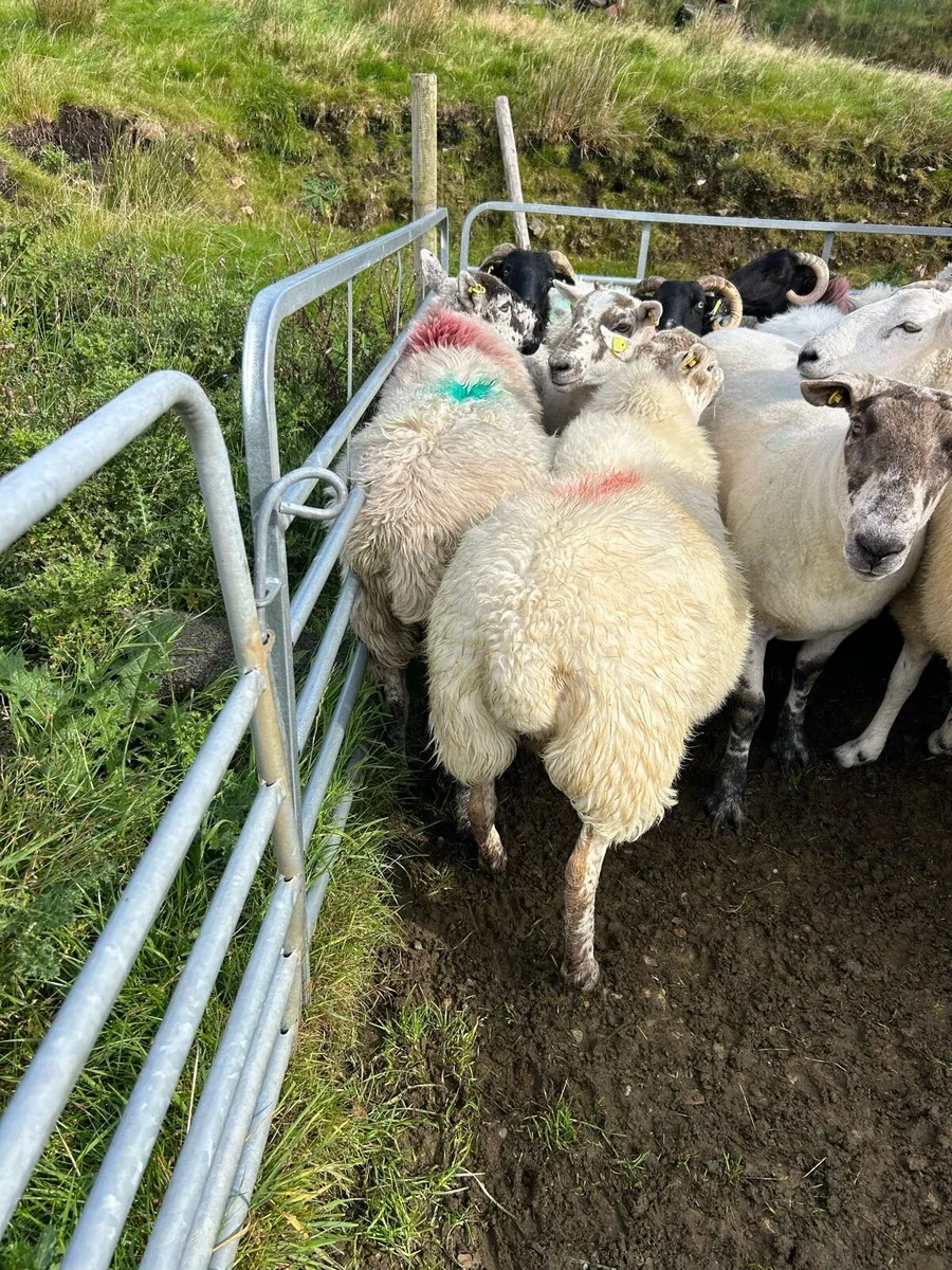 ****MIXED EWES **** - Image 2