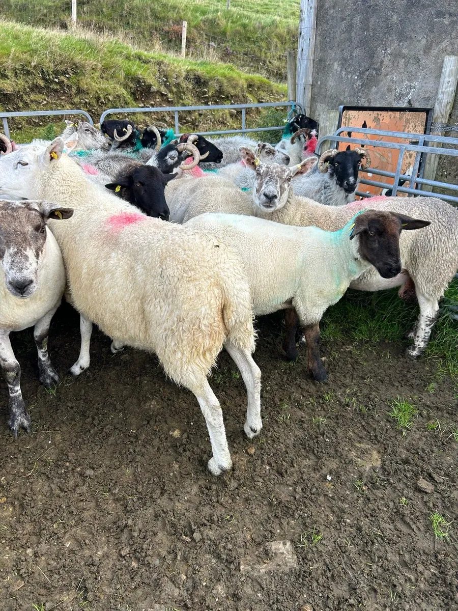 ****MIXED EWES **** - Image 4