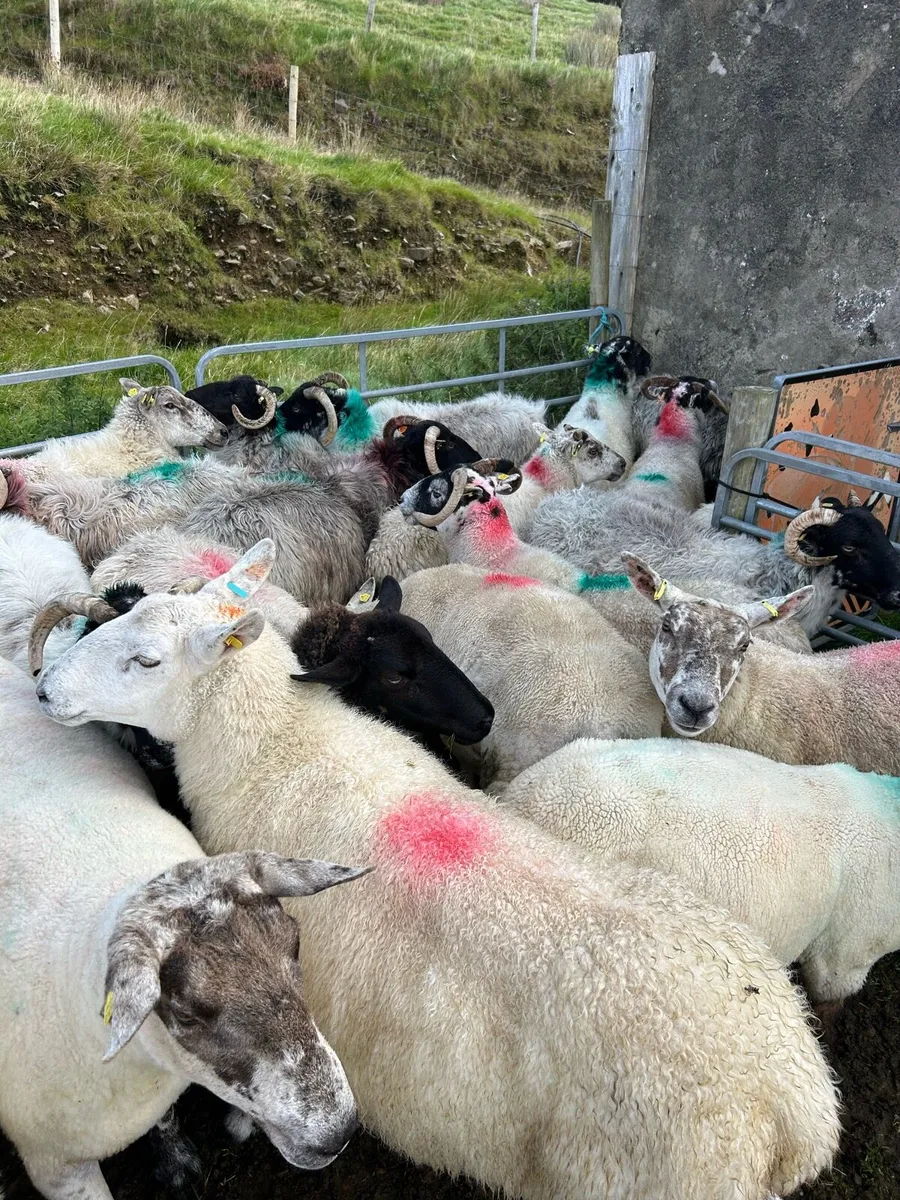 ****MIXED EWES **** - Image 1