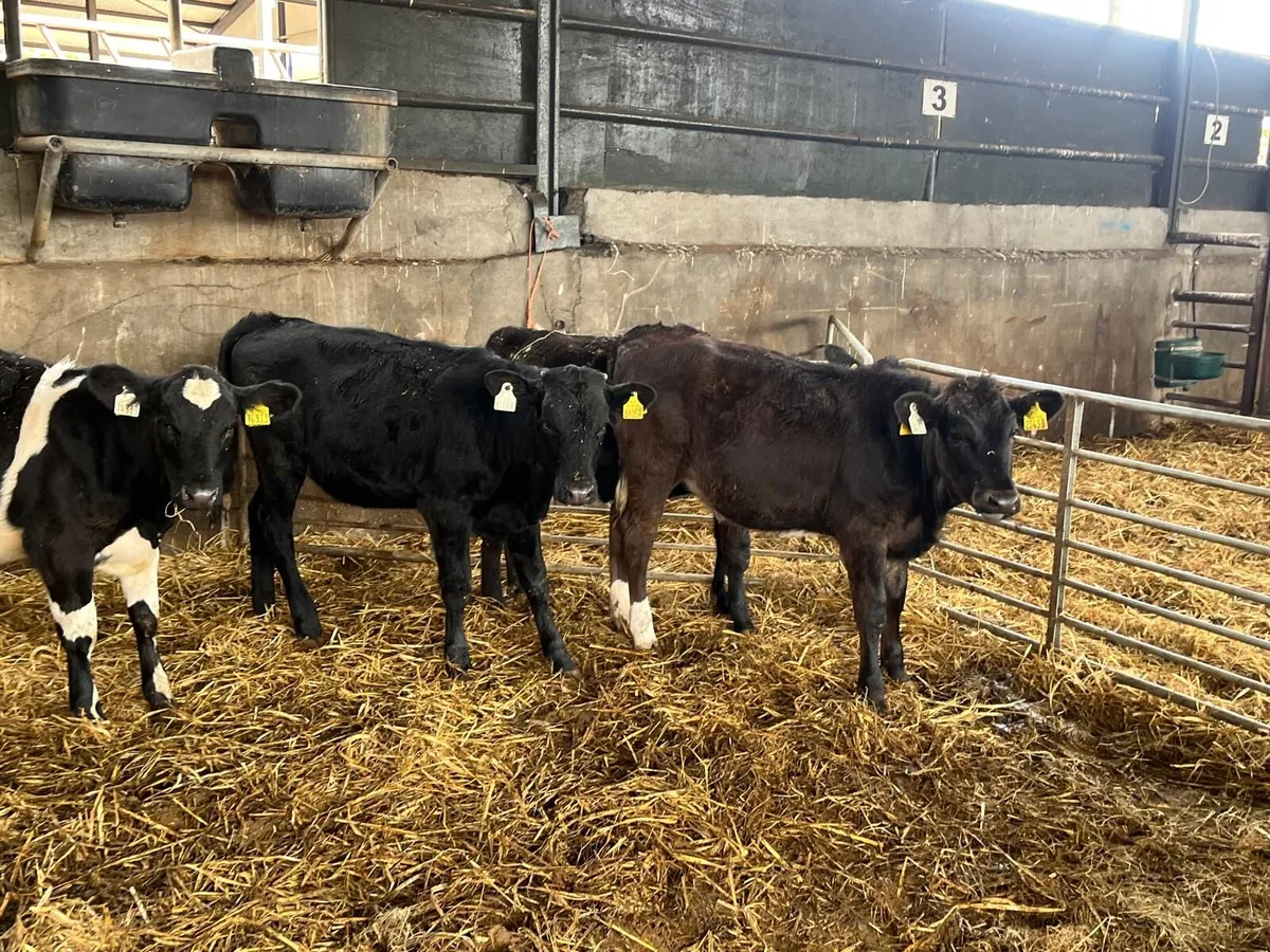 4 super limousin heifer weanlings - Image 1