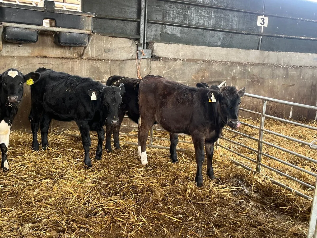 4 super limousin heifer weanlings - Image 2