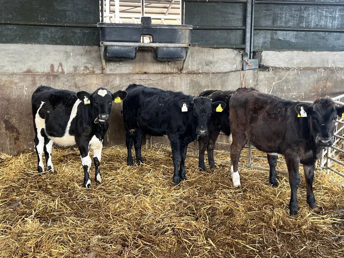 4 super limousin heifer weanlings - Image 3