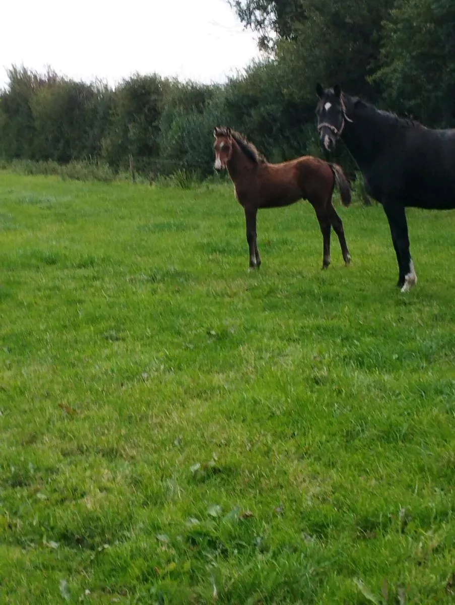 Colt foal by Bravour vdl - Image 1
