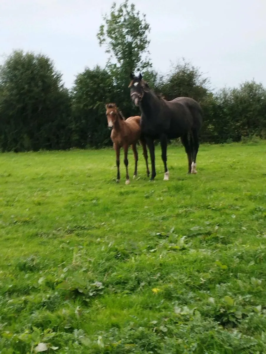 Colt foal by Bravour vdl - Image 2