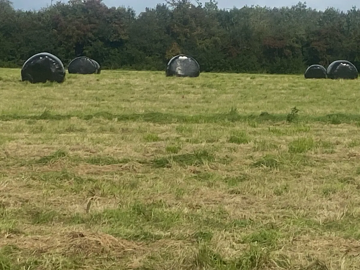 Silage bales - Image 1