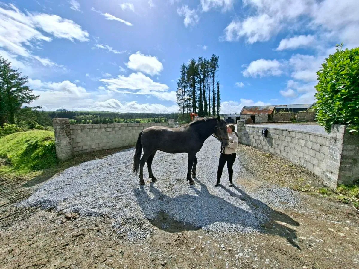 2 year old full draught gelding - Image 1