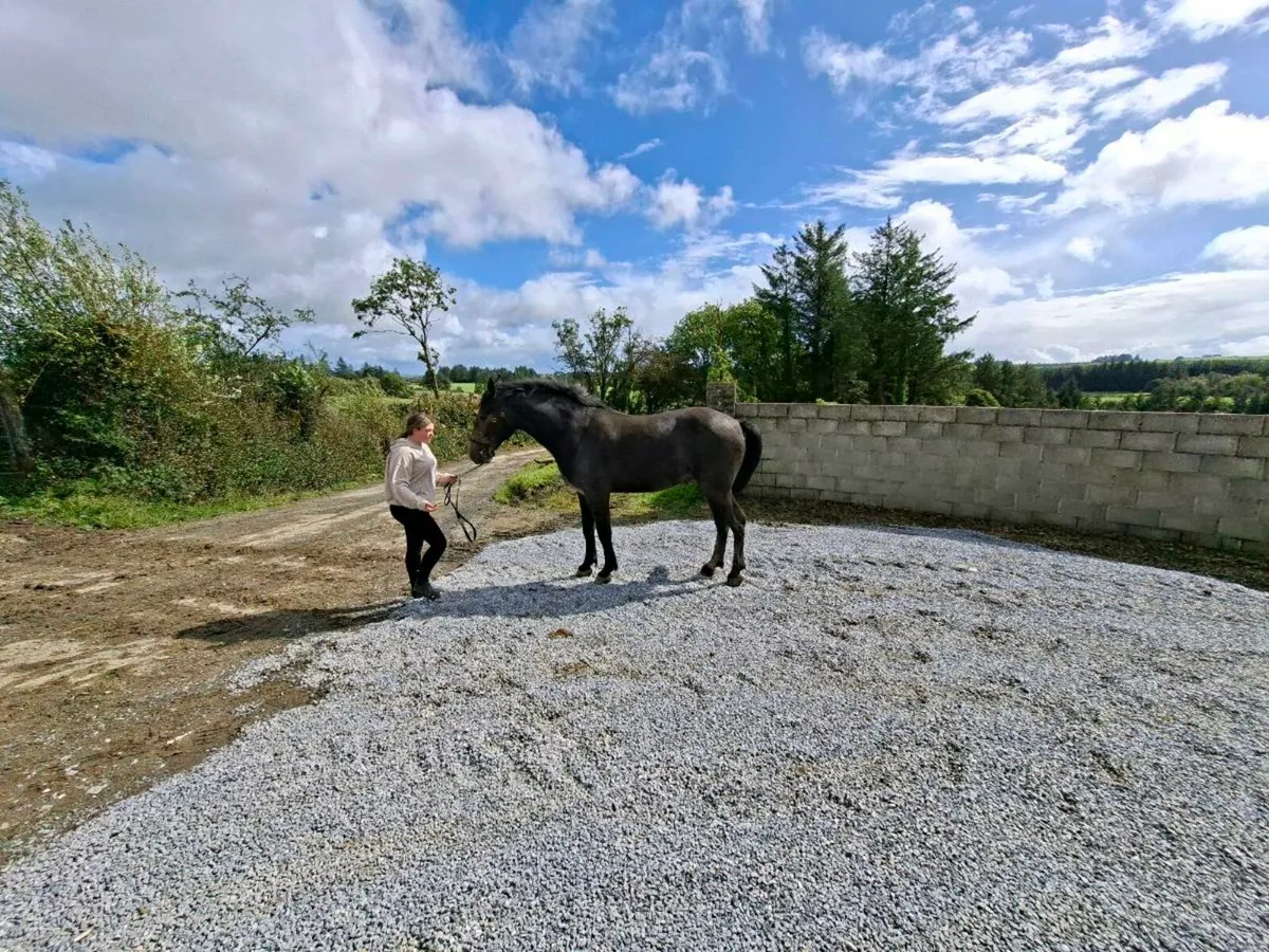 2 year old full draught gelding - Image 2