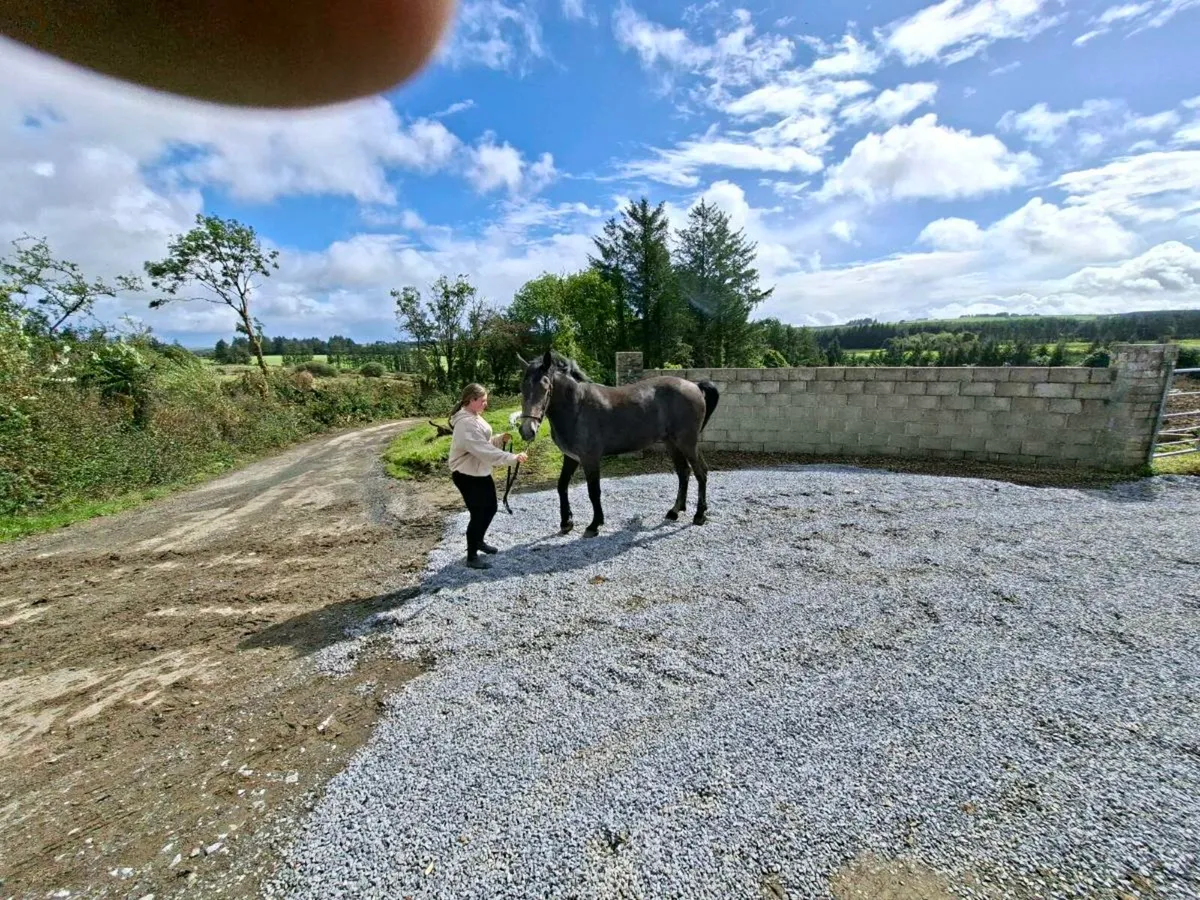 2 year old full draught gelding - Image 3