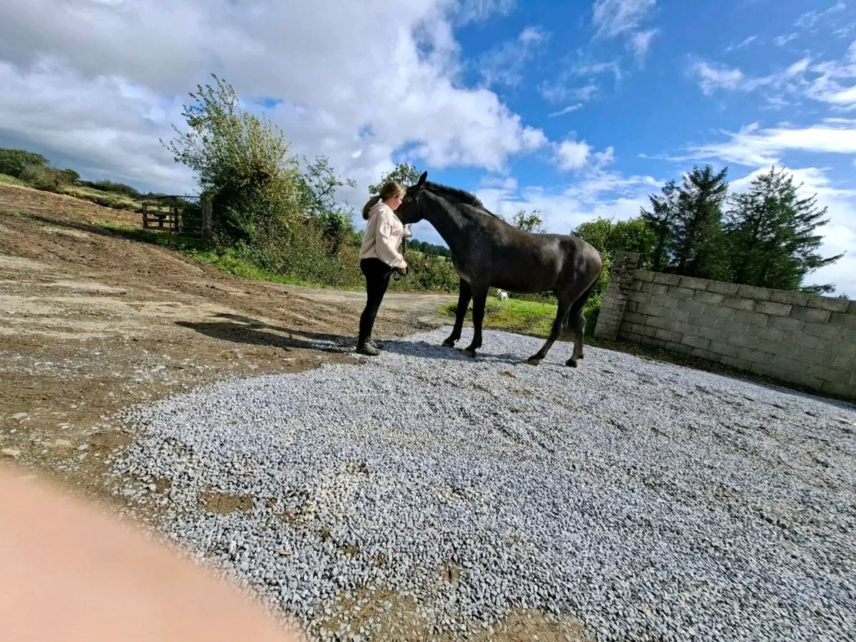 2 year old full draught gelding - Image 4