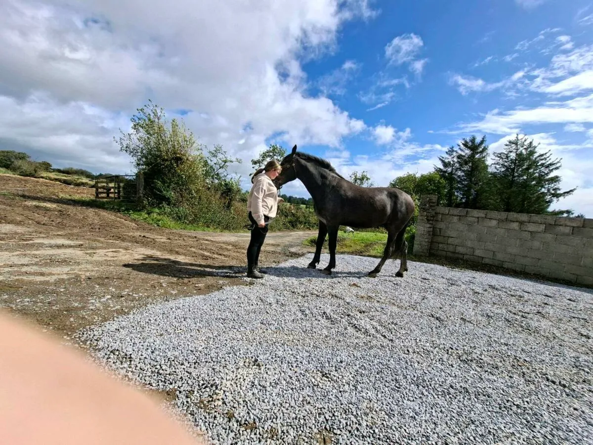 2 year old full draught gelding - Image 2