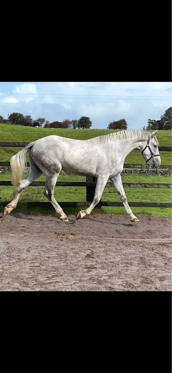 Show Quality 3 yr RID Gelding - Image 1