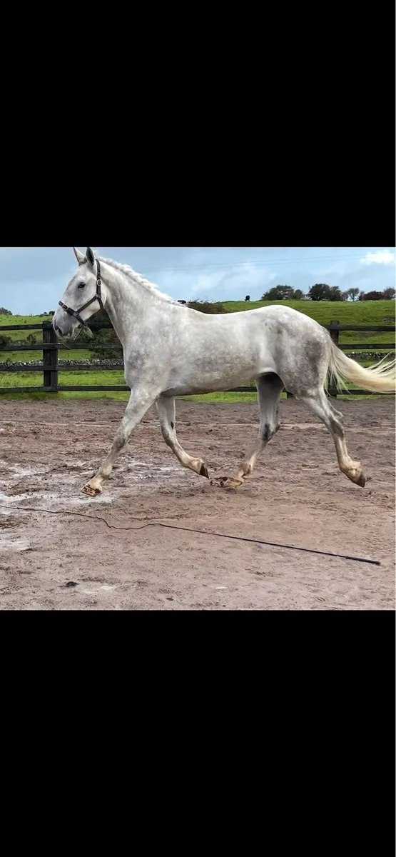 Show Quality 3 yr RID Gelding - Image 2