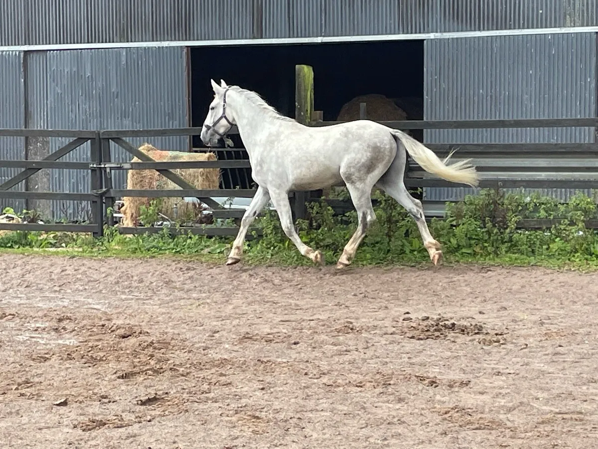 Show Quality 3 yr RID Gelding - Image 3