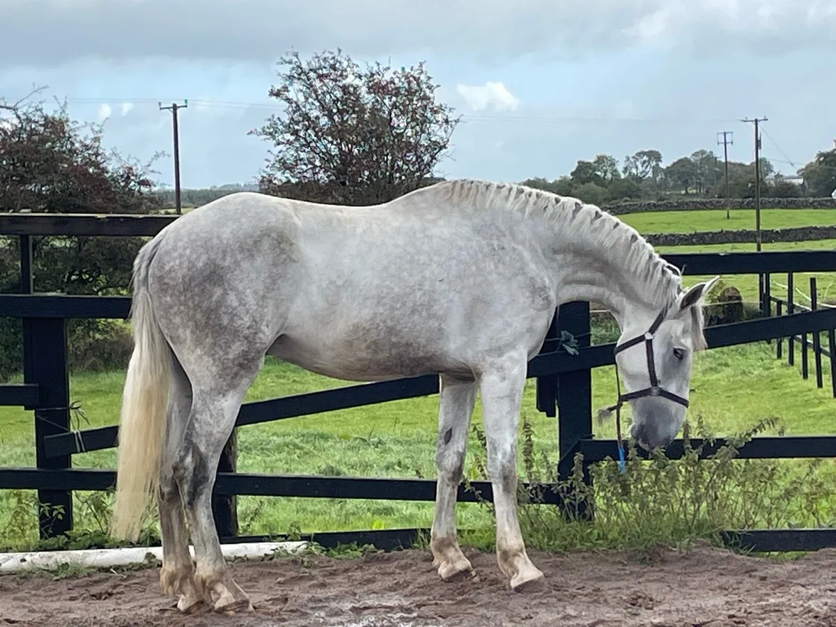 Show Quality 3 yr RID Gelding - Image 4