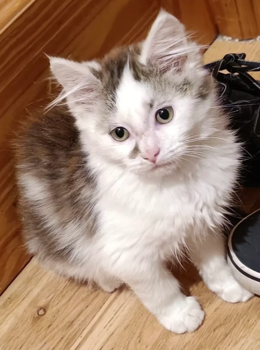 Catstrust adoption and protection. Rescued . - Image 1