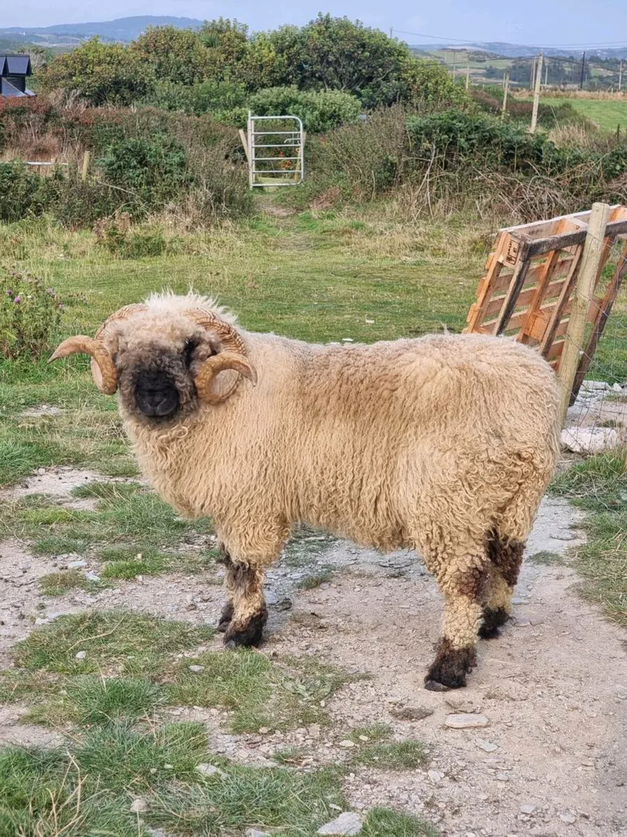Ram on sale - Image 1