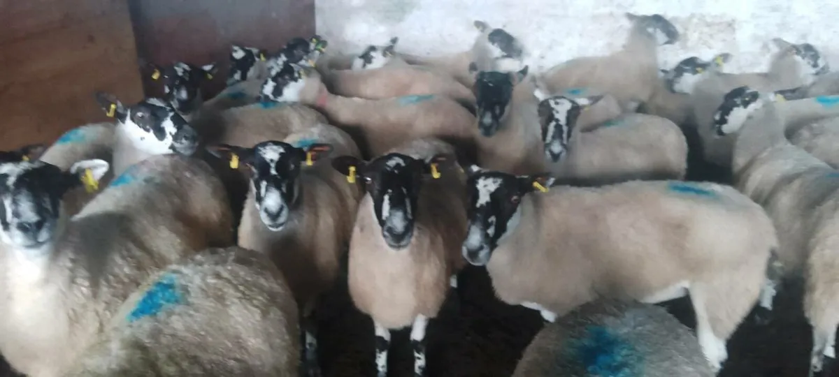 Animal - Image 3